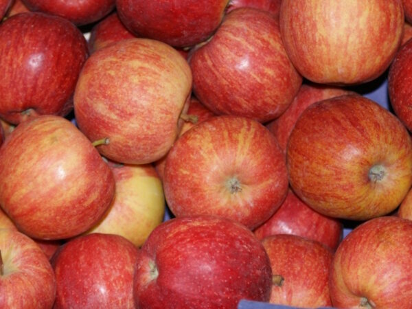 &Auml;pfel Gala