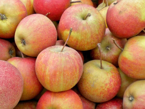 &Auml;pfel Rubinette