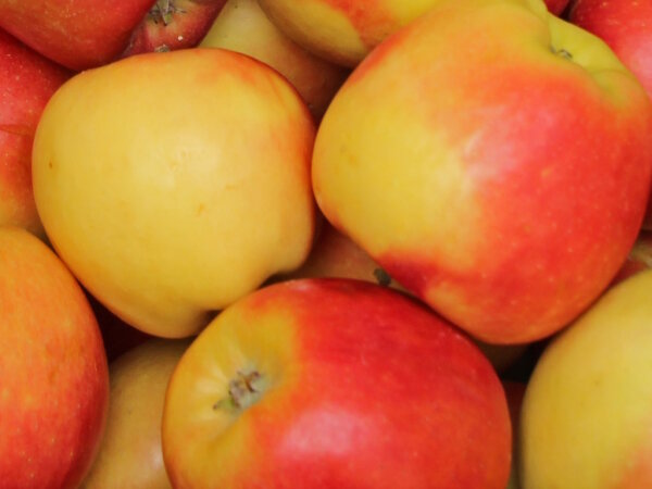 &Auml;pfel Nicoter