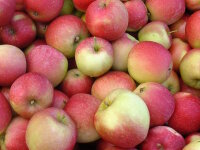 &Auml;pfel Jonagold