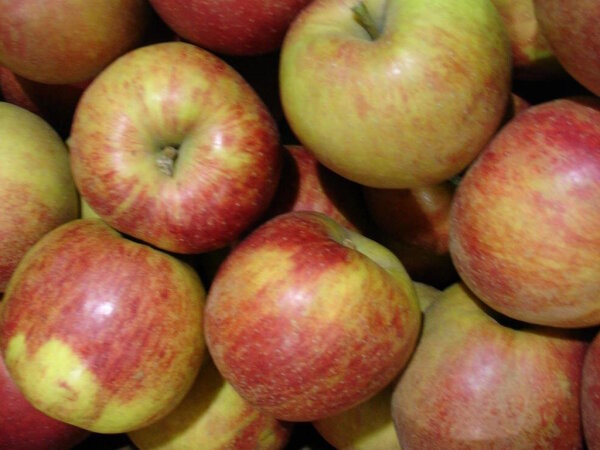 &Auml;pfel Boskoop