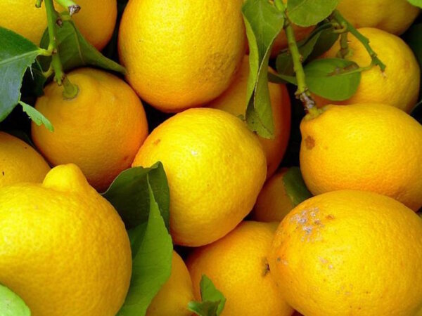 Zitronen Bio 1 St&uuml;ck