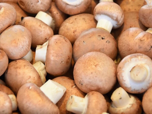 Braune Bio Champignons 100 Gramm