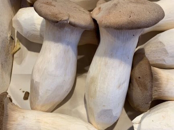 Kr&auml;uterseidlinge Bio 100 Gramm