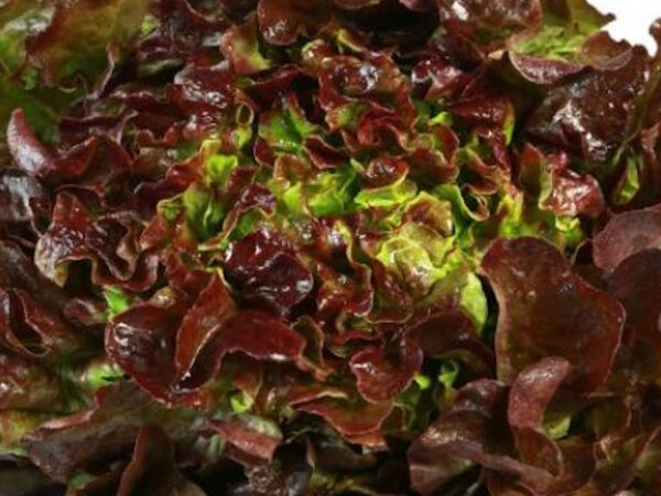 Eichblatt 1 St&uuml;ck