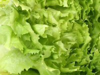 Endivien 1 St&uuml;ck