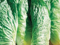 Zuckerhut 1 St&uuml;ck