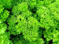 Petersilie kraus 100 Gramm