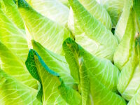 Spitzkohl 1 Kilogramm