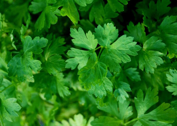 Petersilie glatt 100 Gramm