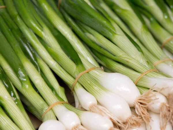 Bundzwiebeln 1 Bund