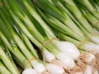 Bundzwiebeln 1 Bund