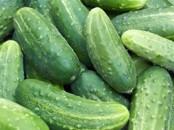 Landgurken 200 Gramm