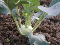 Kohlrabi 1 St&uuml;ck