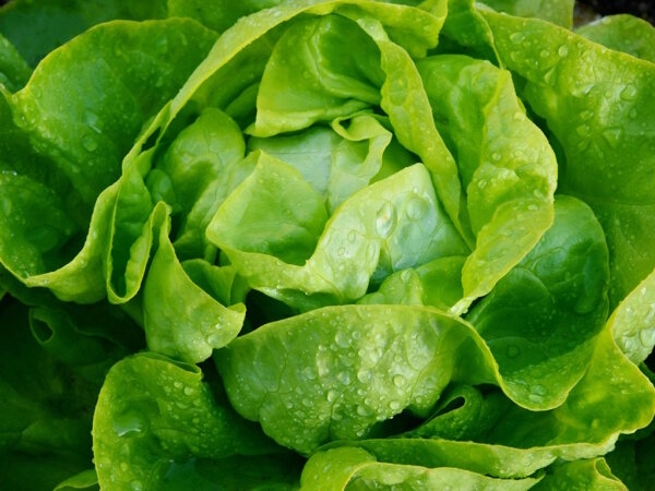 Kopfsalat 1 St&uuml;ck