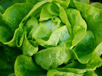 Kopfsalat 1 St&uuml;ck