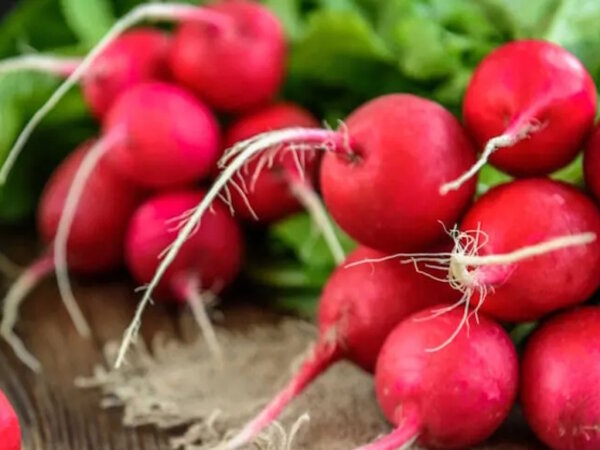 Radieschen 1 Bund
