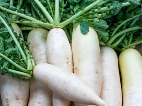 Rettich wei&szlig; 1 St&uuml;ck