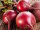 Rote Beete 100 Gramm